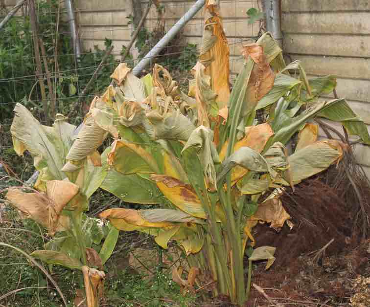 Mature turmeric plant ready to be harvested. Mature turmeric plant ready to be harvested.