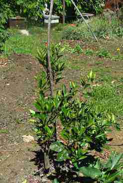 A small Meyer lemon tree.
