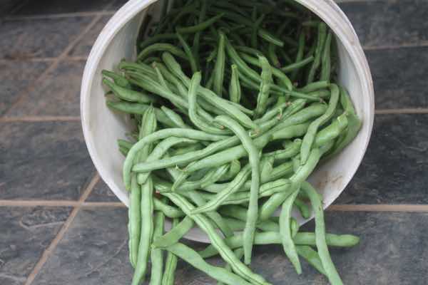 Mixed pole and bush green beans in a bucket