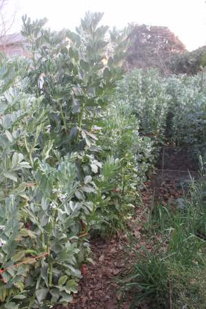 Monster broad bean plants in flower