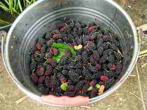 The purple power of mulberries. The purple power of mulberries.
