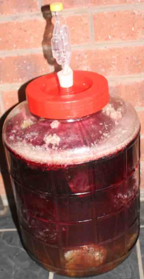 Mulberry honey mead in carboy Mulberry honey mead in carboy