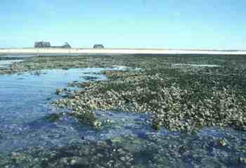 Mussel bank Wadden Sea