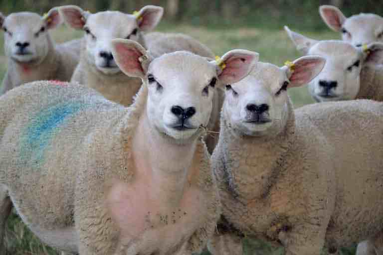 Mutton ready for the spit. Mutton ready for the spit.