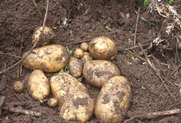 New potatoes have a low GI