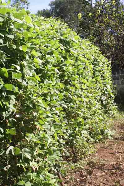 Nine lima bean rows Nine lima bean rows