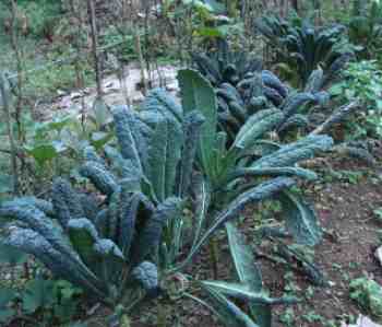 Nutritional value of kale Nutritional value of kale