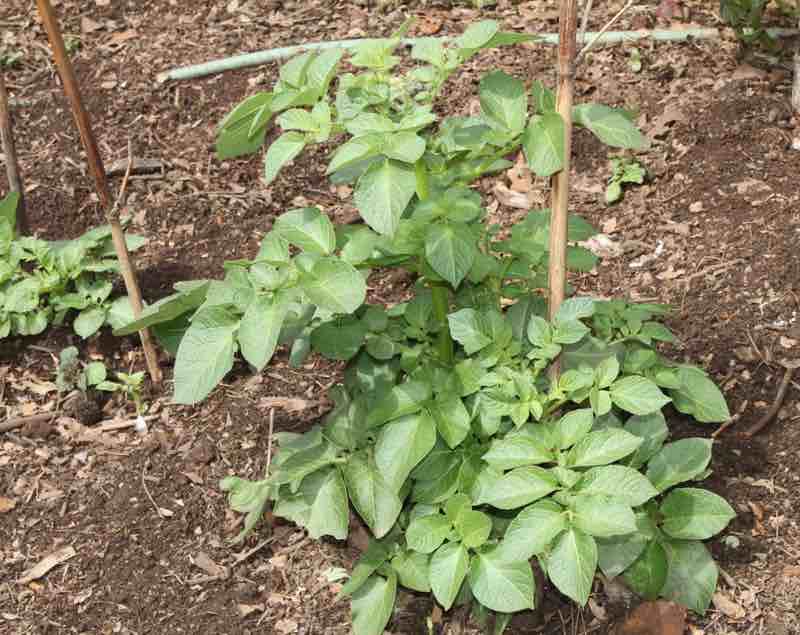 Old potatoes make good seed.