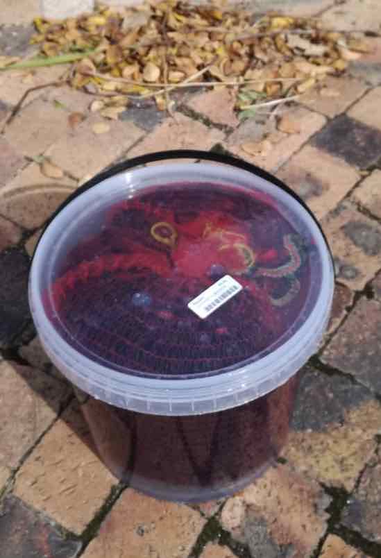 Olives sealed in a bucket.