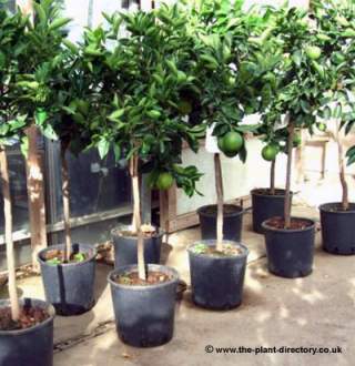 Orange juice facts from a sapling Orange juice facts from a sapling