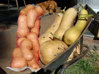 Organic butternut vs those from a farmyard Organic butternut vs those from a farmyard