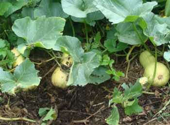 Organic butternut are much larger, more orange and sweeter Organic butternut are much larger, more orange and sweeter