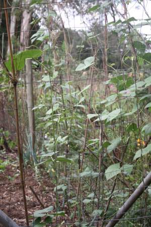 Our favourite climbing pole bean: Witsa Our favourite climbing pole bean: Witsa