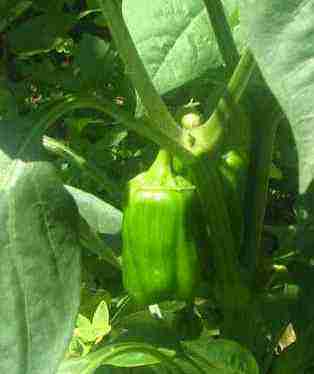 Paprika bell peppers