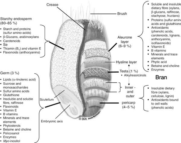 Parts of a grain of wheat Parts of a grain of wheat