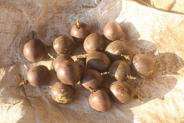 Passionfruit granadilla fruit