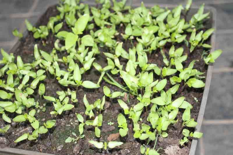 Peppadew seedlings in a box.