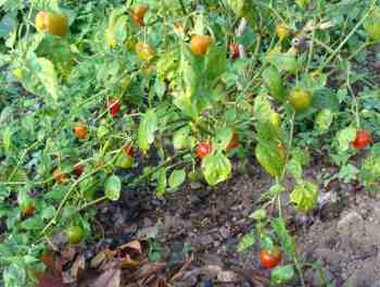 Peppadews in autumn Peppadews in autumn