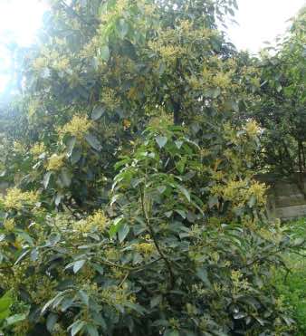 The Pinkerton avocado tree is heavy in flower at the fourth year; growing them has been a success. The Pinkerton avocado tree is heavy in flower at the fourth year; growing them has been a success.