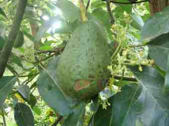 The Pinkerton avocado variety is rich in vitamin E. The Pinkerton avocado variety is rich in vitamin E.