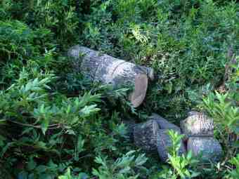 Pinoak firewood logs need processing equipment Pinoak firewood logs need processing equipment