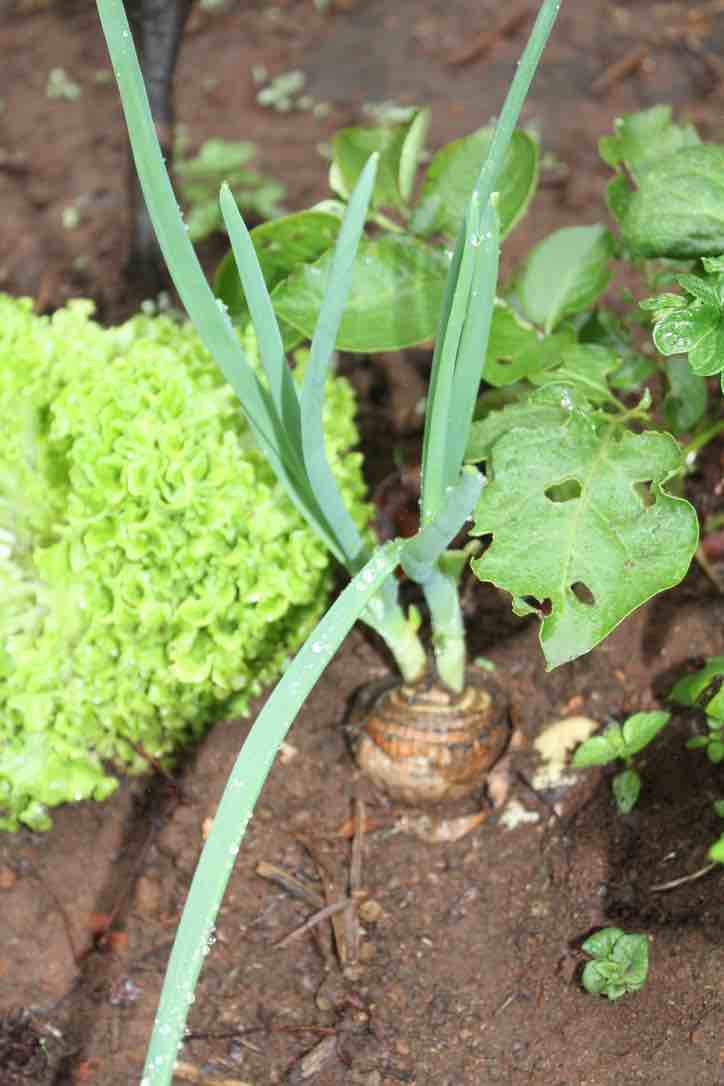 Plant sprouting onions for greens Plant sprouting onions for greens