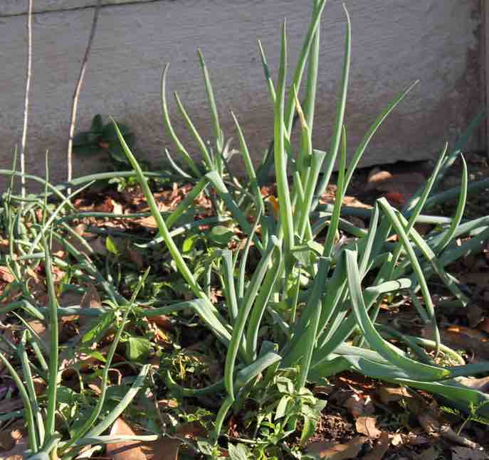 Plant sprouting onions.