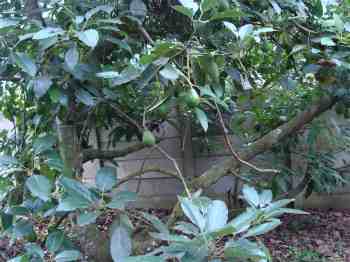 Planting an avocado tree does require some help; type A, or B, or both? Planting an avocado tree does require some help; type A, or B, or both?