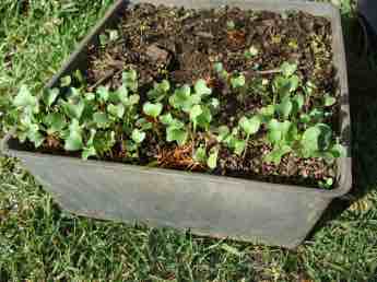 Planting broccoli seedlings. Planting broccoli seedlings.