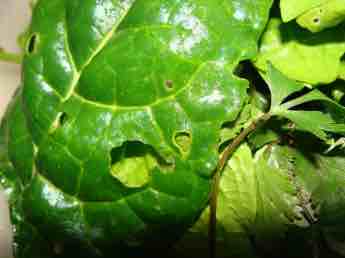 Broccoli eggs flor holy spinach