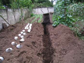 Planting broccoli trench Planting broccoli trench