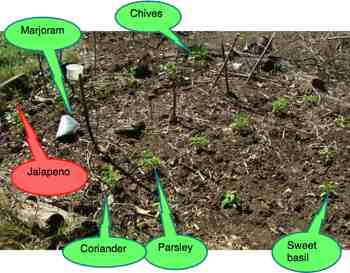 Planting herbs Planting herbs