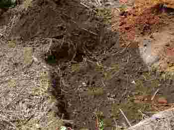 Return the topsoil when planting a lemon tree.