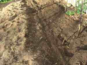 Planting spinach seeds Planting spinach seeds