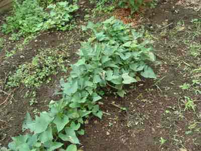 Planting sweet potatoes Planting sweet potatoes