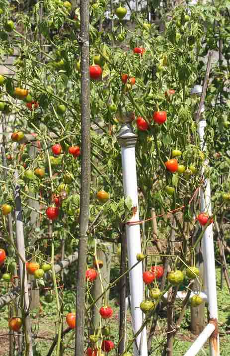 Plump red peppadews. Plump red peppadews.