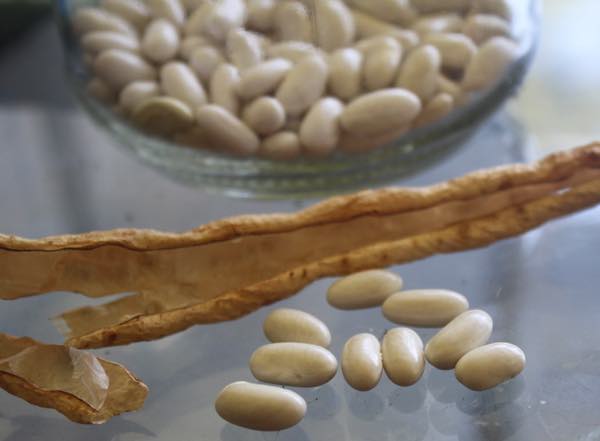 Pods dried Witsa pole beans