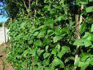 Lazy Housewife pole beans are not my favourite but they do very well in compost. Lazy Housewife pole beans are not my favourite but they do very well in compost.