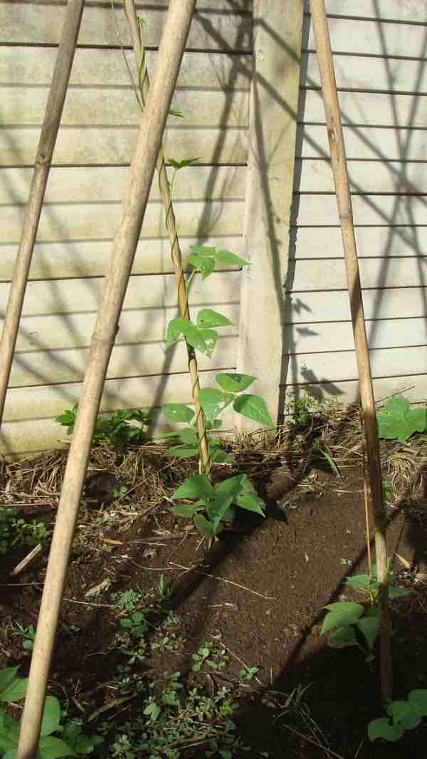 Pole beans garden trellis. Pole beans garden trellis.
