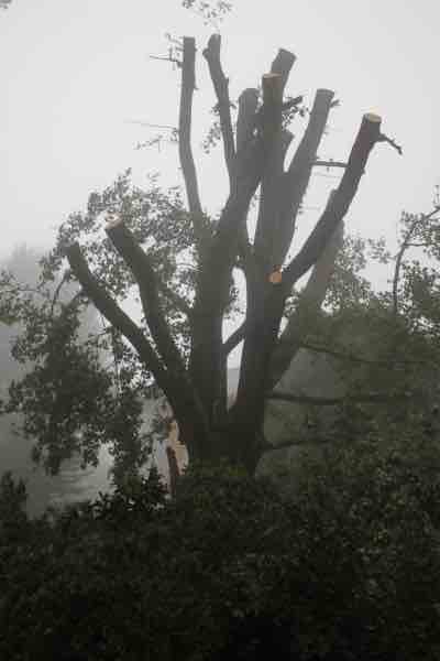Pollarded old Liquid Amber tree Pollarded old Liquid Amber tree