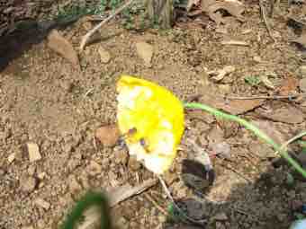 Poppies between the corn. Poppies between the corn.