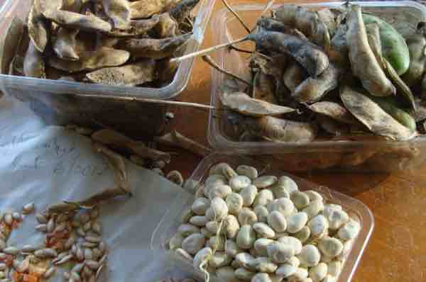 Prolific lima beans are low in carbohydrate. Prolific lima beans are low in carbohydrate.