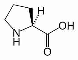 Proline in sourdough bread is less likely to form undigested short chains of amino acids.