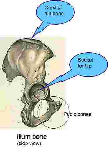 Pubic bone pain, the ilium Pubic bone pain, the ilium