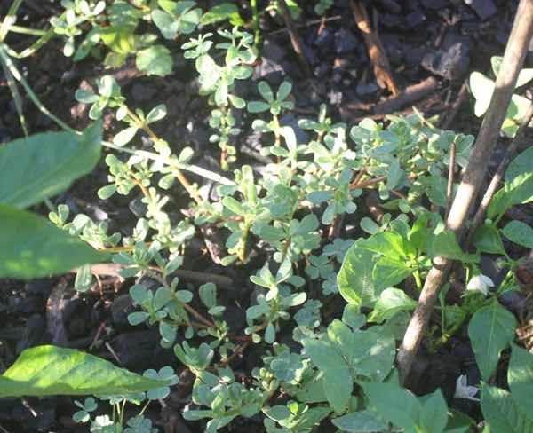 Purslane is rich in omega-3 fatty acids