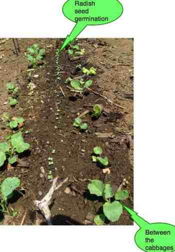 Radish seed germination Radish seed germination