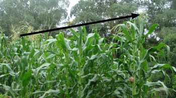 Rainbow worm farm experiments week 7 Rainbow worm farm experiments week 7