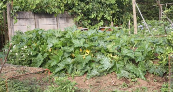 Raised garden bed with zucchini squash