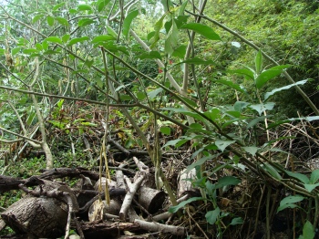 Starting bees in an apiary may mean first clearing back the jungle. Starting bees in an apiary may mean first clearing back the jungle.