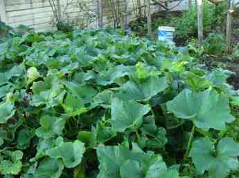 Rampant butternut squash. Rampant butternut squash.